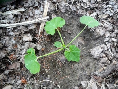 Как создать теплую грядку: два привлекательных способа для дачников