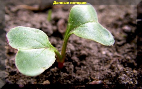 ������� ��������� ����������� ������: ������ ��� ���������