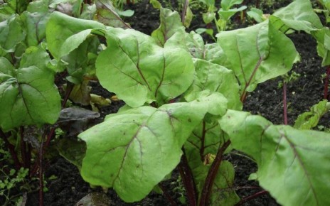 Почему ботва корнеплодов становится новым суперфудом