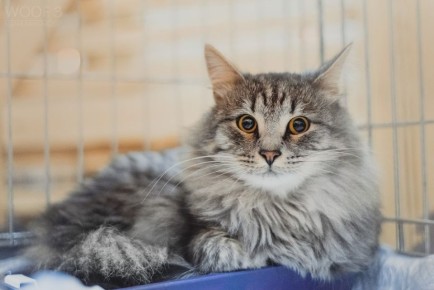 Фестиваль котов и тыкв: семейный праздник в Москве