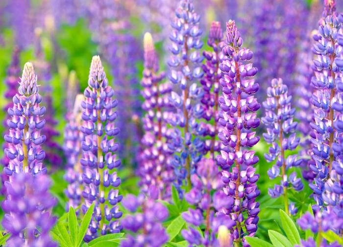 Люпин: декоративное растение и ключ к здоровому питанию