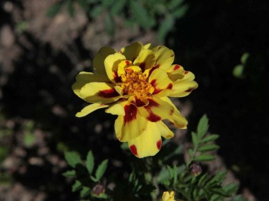 ����� �� �������: ��������, ������� �������� �������������