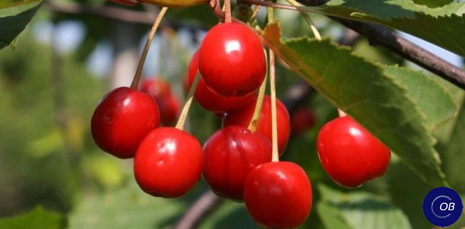 Эффективные методы борьбы с порослью на вишне