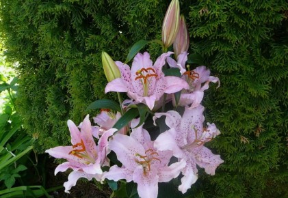 ��� �������� ������� �������� �����: ������ �� ����� ����� ��������