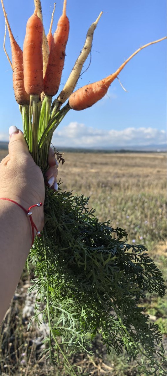 Как морковь покорила мир: удивительная история красочного овоща