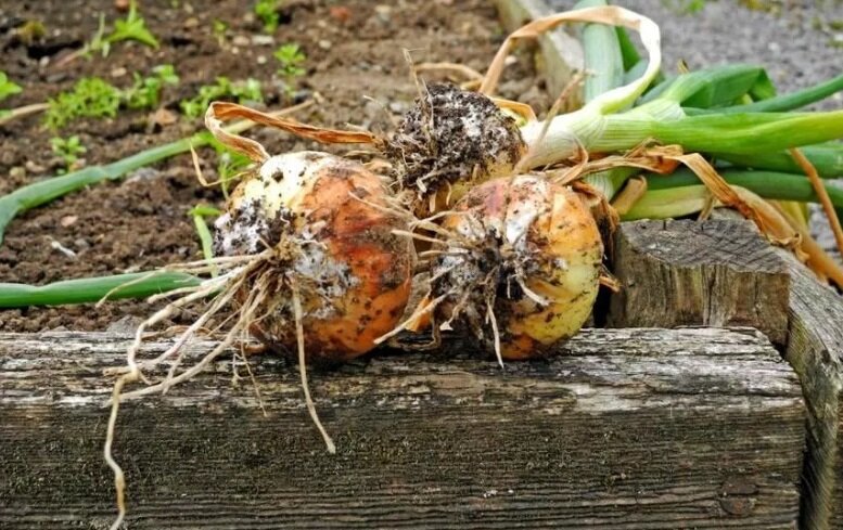 Эффективные методы борьбы с луковой мухой для огородников