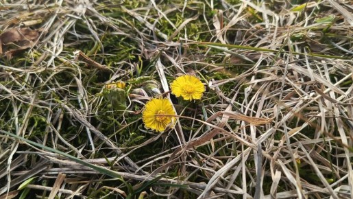 До 18 градусов тепла ожидается в Прикамье на этой неделе