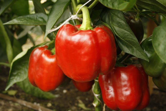 Перец Адмирал Нахимов: сладкие плоды, которые покорят ваш огород