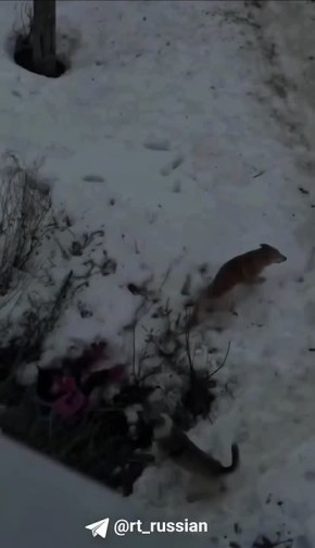 ���� �������� ����� ������ �� ������� � ���������� (�������� ����)