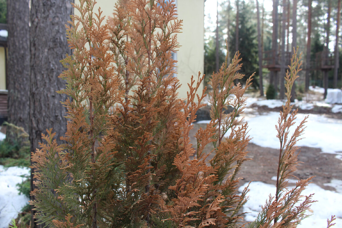 Ответы экспертов о болезнях и повреждениях рододендронов: ключевые моменты