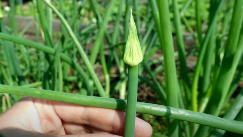 Как спасти лук от стрелкования и извлечь из этого выгоду