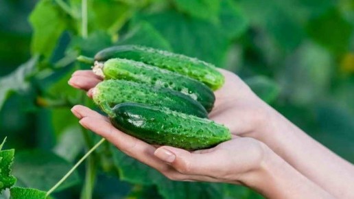 Сочные домашние огурцы на подоконнике: как забыть о покупке зимой