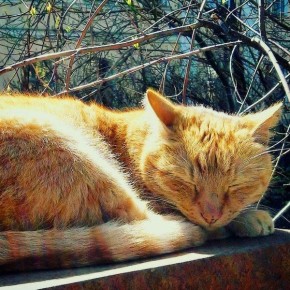 Сегодня, благодаря затоку тропического воздуха, Пермь приближается к одиннадцатому температурному рекорду марта