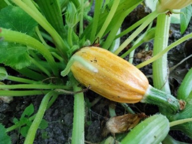 ���������� ���� ��� ��������: ������ � ����� ����� �� ������� ��������