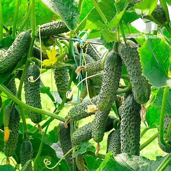 Огурец Ленара: идеальный гибрид для зимних теплиц