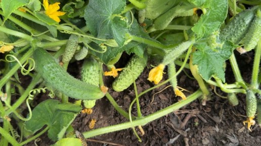 Секрет обильных огурцов: простая подкормка для фантастического урожая