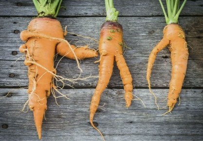 Почему морковь становится рогатой и как этого избежать?