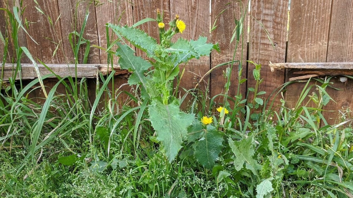 10 удивительных фактов о сорняках, которые изменят ваше восприятие