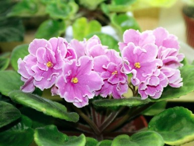 ��� ��������� ��������� �� ��������: ������ �� ��������� ��� ������� ��������