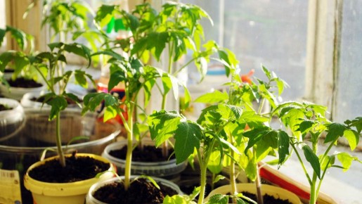 ��� �������� ��������� �������: �������� ����� ������� ����� �������