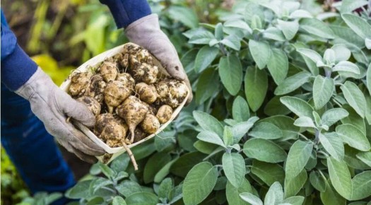 ����������: ������� �������������, ������� ���������� ����