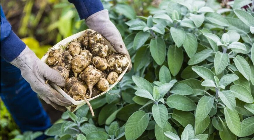 Топинамбур: секреты приготовления, которые понравятся всем