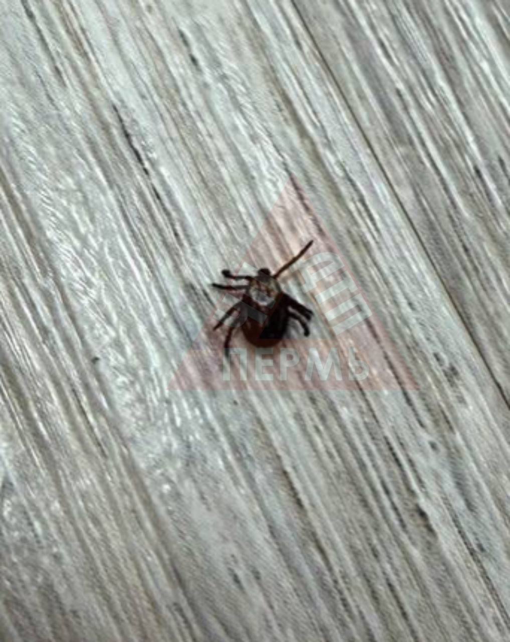 В ЖК «Погода» тоже проснулись клещи