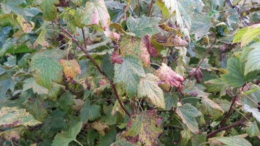 ��� ������������� �������� ��� ������ ���������: ������� ����� ������