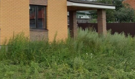 Как избавиться от сорняков без химии: проверенные методы