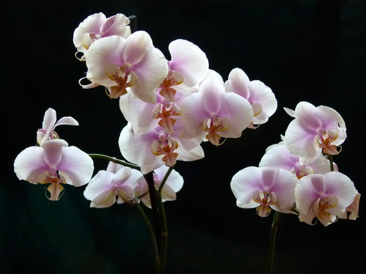 Чего боятся орхидеи: неправильное местоположение лишает их яркости