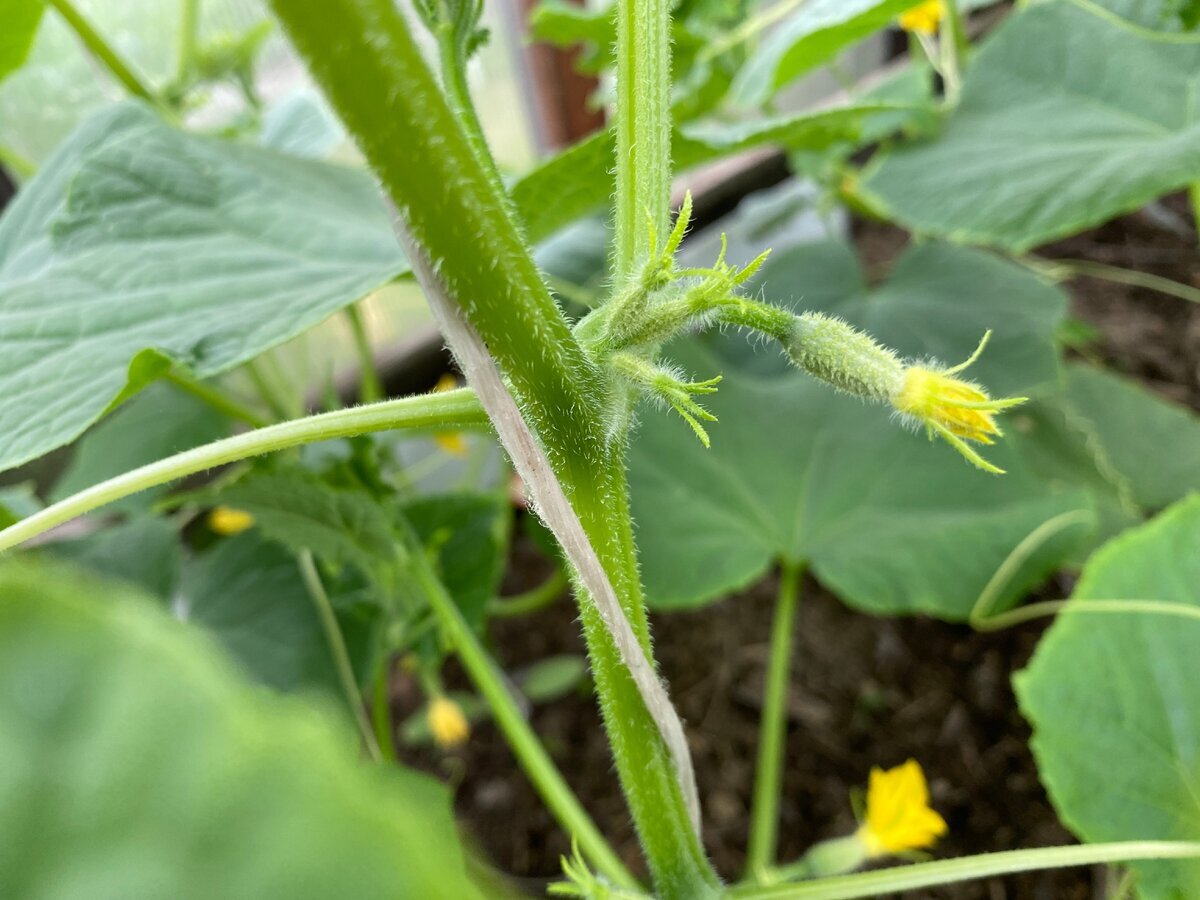 Как избавиться от пустоцвета на огурцах: простые решения