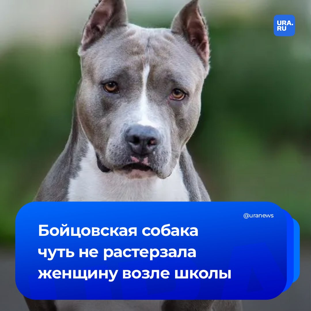 Пенсинерке ампутировали часть ноги после нападения собаки