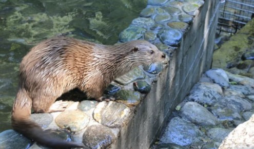 ������������ ����������: ���������� ��� ����� �������