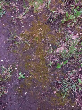 Мох в саду: опасность во всем, что зеленое