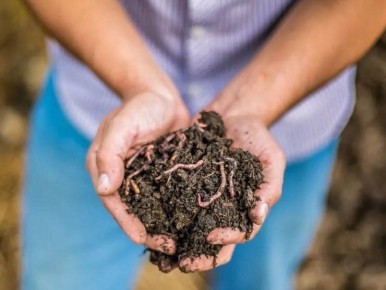 Биогумус: секрет здоровья растений и будущий успех урожая