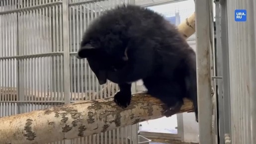 Медведи в пермском зоопарке проснулись после зимней спячки