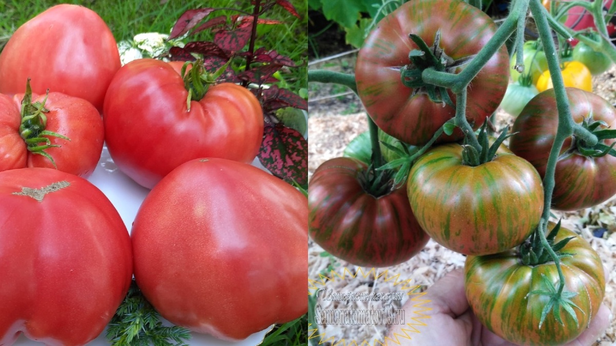 Томаты: успех на каждом кусте