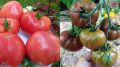 Томаты: успех на каждом кусте