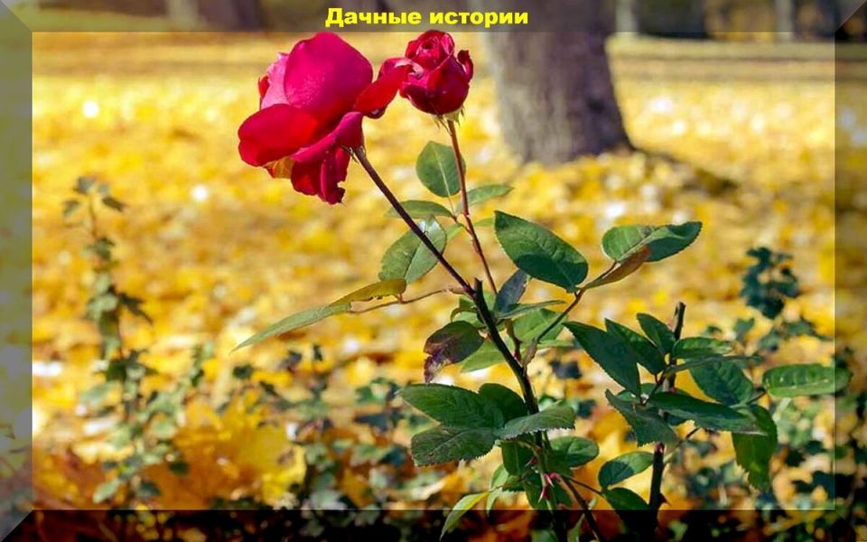 ��� ����������� ���� � ����: ������� �������� �������