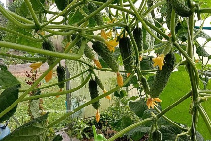 Почему огурцы могут оказаться горькими и как это исправить