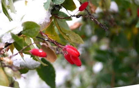 ������� ���� �� ������� ���������: ������ �� ����� ������ � ������ �������