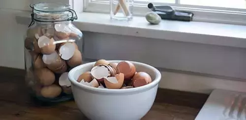 Как обычная яичная скорлупа может преобразить ваш сад?