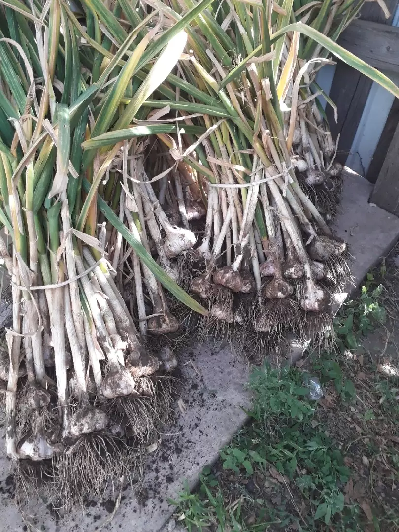 Как песок может изменить посадку озимого чеснока: мифы и реальность