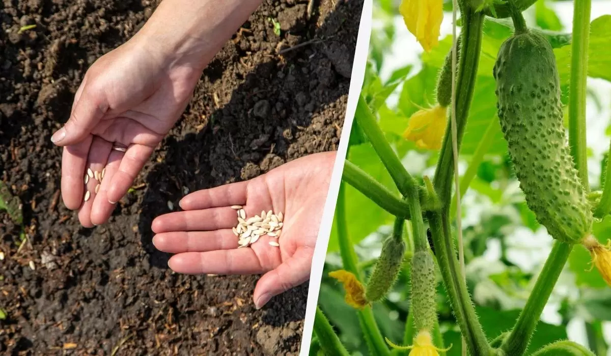 Секреты быстрого прорастания: чем замочить семена огурцов