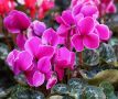 Цикламен: секреты ухода для идеального цветения
