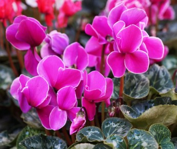 Цикламен: секреты ухода для идеального цветения