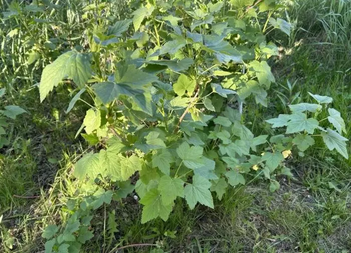 Почему листья смородины скручиваются: важные детальные аспекты