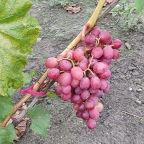 �������� ������: ������ � ���������� ���� � ��������� ������