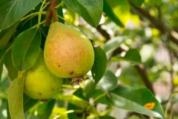 Груша Карамельная: неожиданные вкусовые ноты и уход за необычным сортом