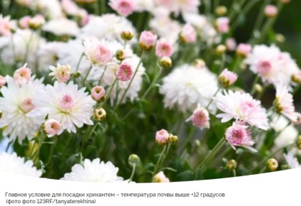 Секреты успешной посадки хризантем: когда и как действовать